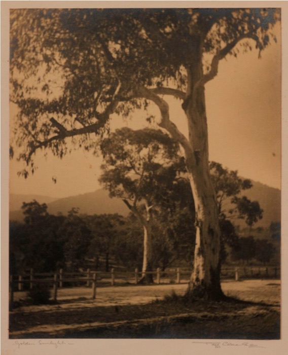 Sepia archival landscape of trees and fence under soft light