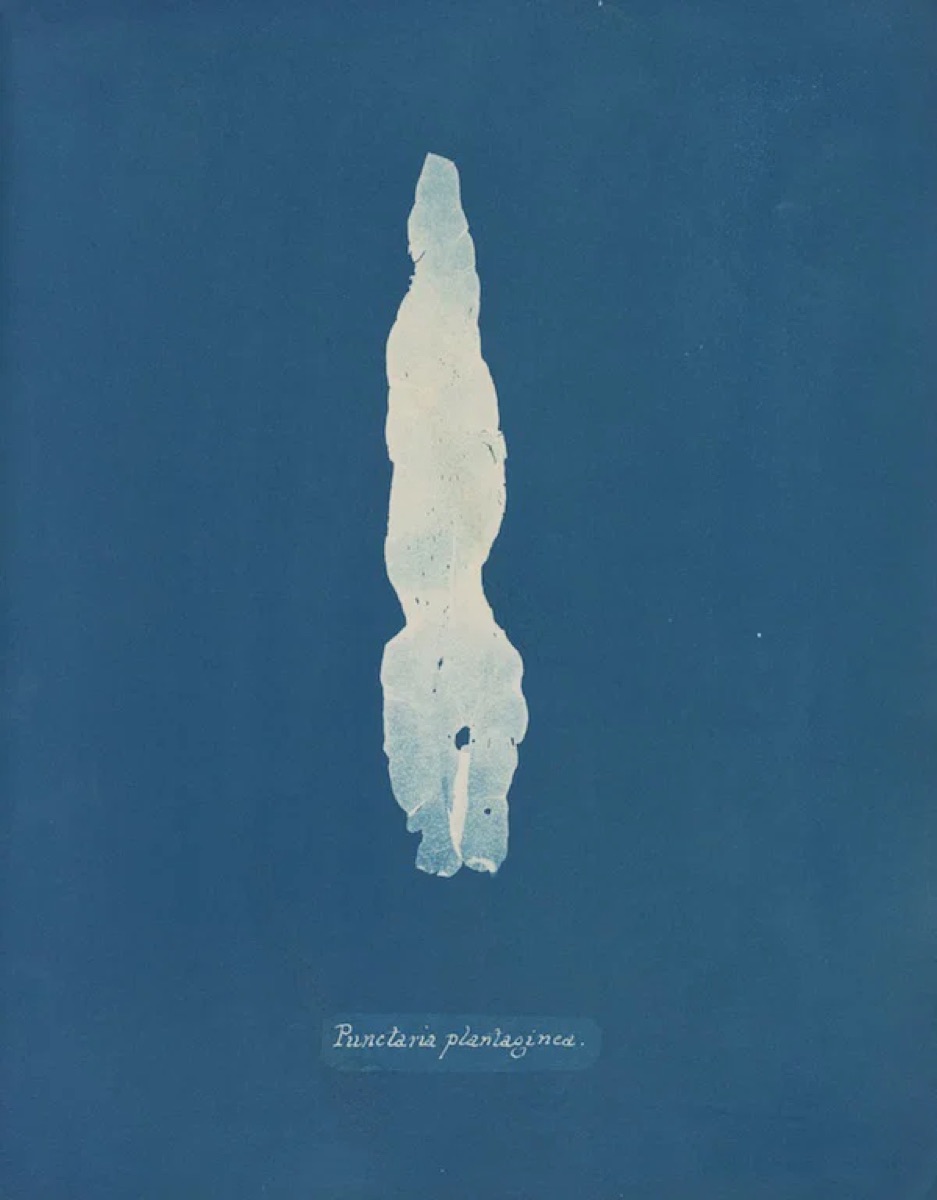 Cyanotype specimen of Punctaria plantaginea on Prussian blue
